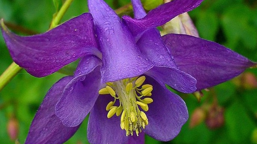 Orlik pospolity Aquilegia vulgaris