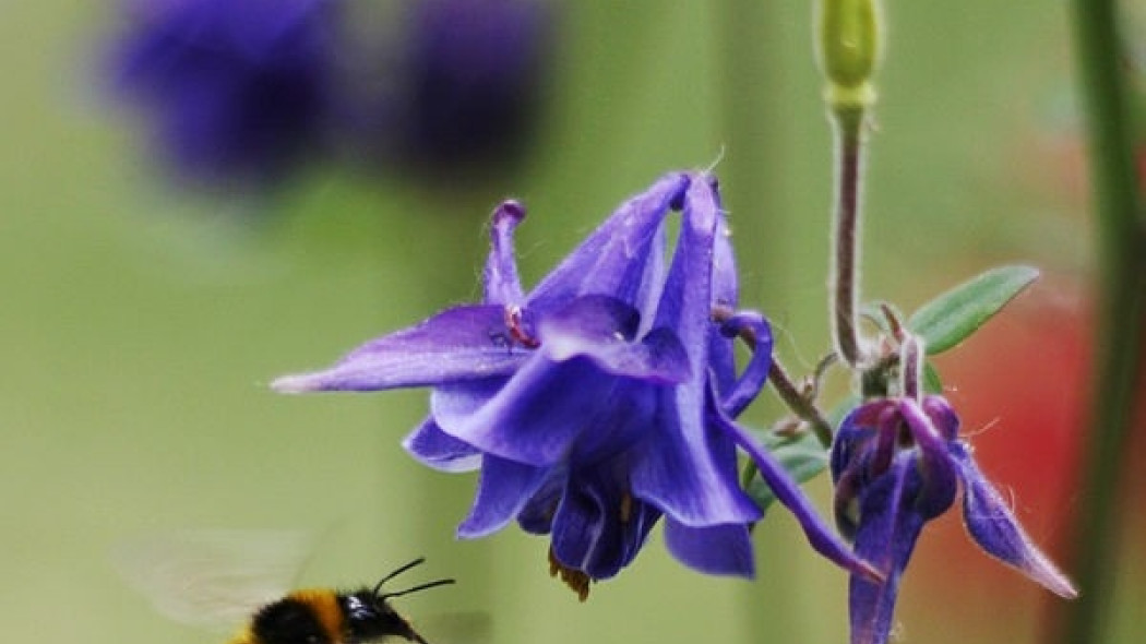 Orlik pospolity Aquilegia vulgaris