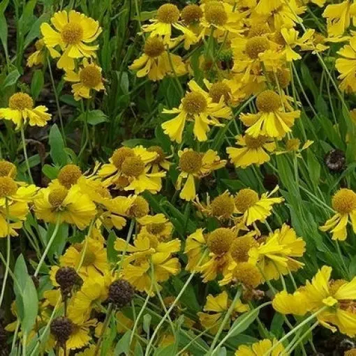 Dzielżan ogrodowy 'Pumilum magnificum'