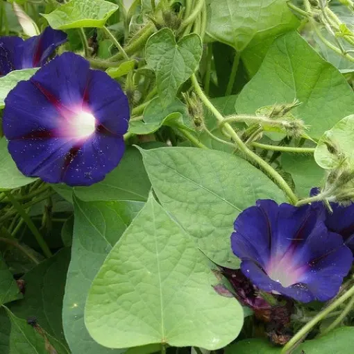 Wilec purpurowy