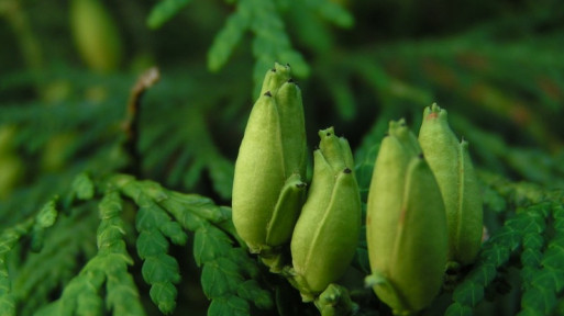 Dlaczego tuje brązowieją? Przyczyny i rozwiązania! Wykonaj oprysk i zastosuj nawóz, a uratujesz rośliny!