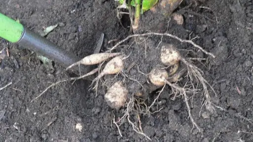Wykopywanie i przechowywanie mieczyków, dalii i kanny