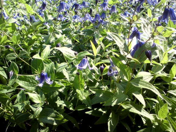 Clematis Bluish Violet