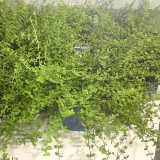 Trzmielina Fortune'a 'Kewensis'
