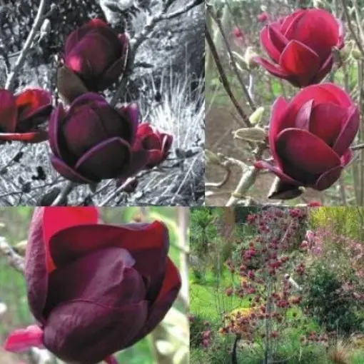 Magnolia 'Genie'