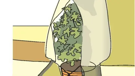 Jak zabezpieczyć rośliny wrażliwe na mróz? Sprawdzone metody