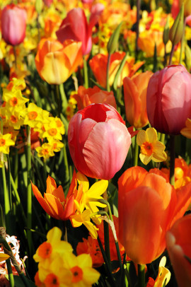 Tulipany i narcyzy (fot. www.ibulb.org)