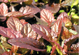 Dąbrówka rozłogowa Atropurpurea