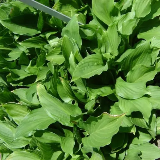 Funkia japońska / Hosta japońska