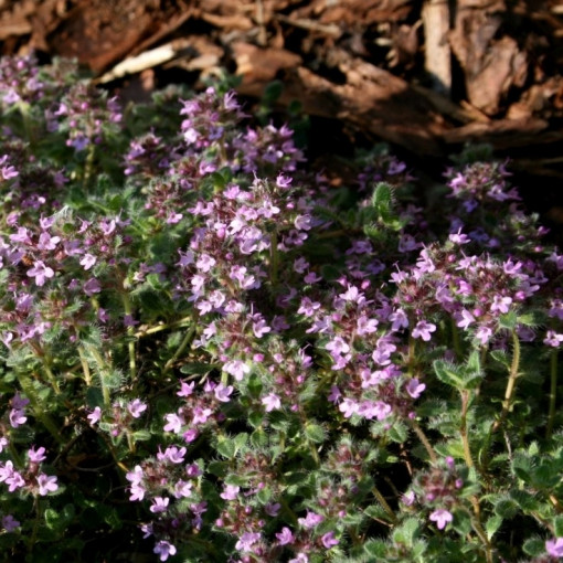 Macierzanka wczesna 'Coccineus'