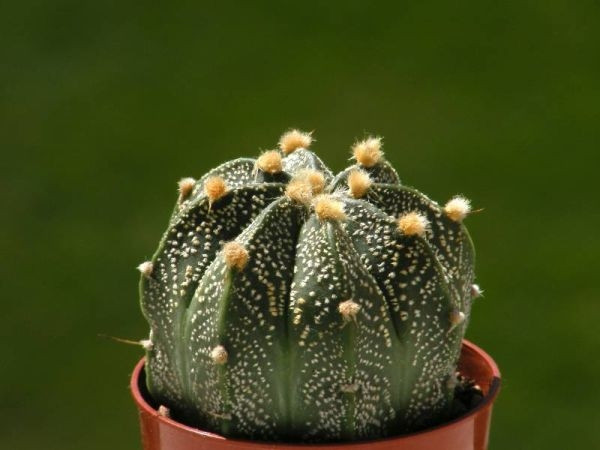 Astrophytum