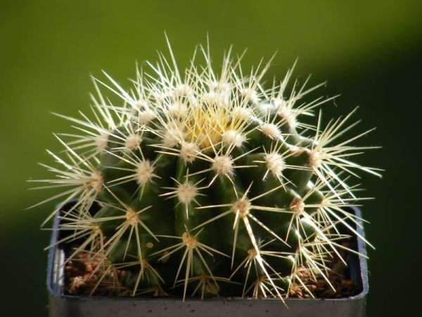 Echinocactus