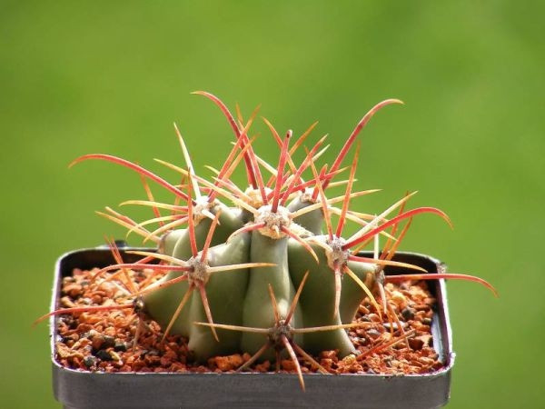 Ferokaktus (Ferocactus)