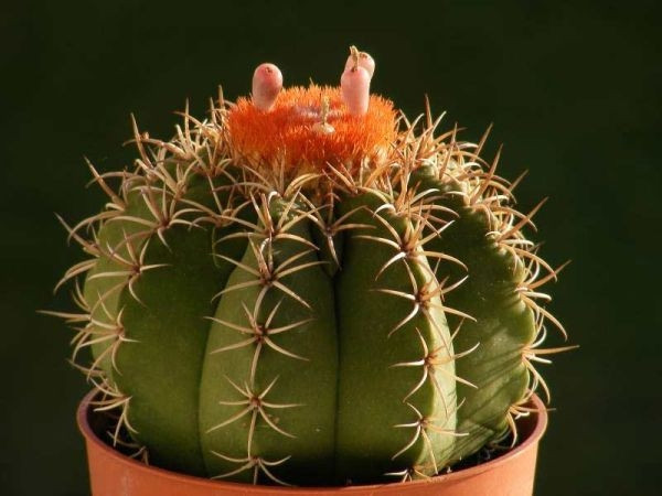 Melokaktus (Melocactus)