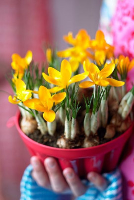 Crocus flavus Golden Yellow