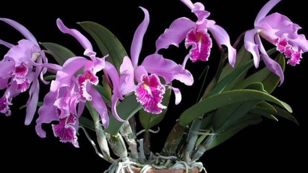 Cattleya, fot. www.orchidgarden.pl