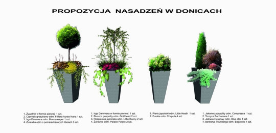 Propozycje nasadzeń w donicach