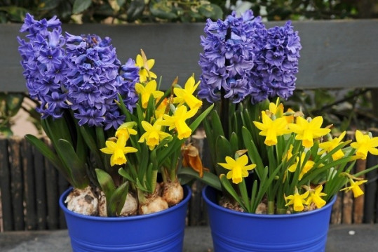 Hyacinthus, Narcissus