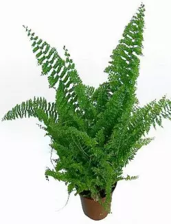 Nephrolepis exaltata 