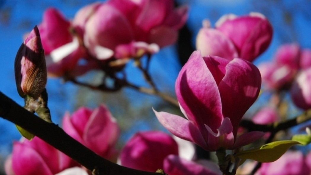 Najpiękniejsze gatunki i odmiany magnolii, fot. Slavomir Ulicny - SXC