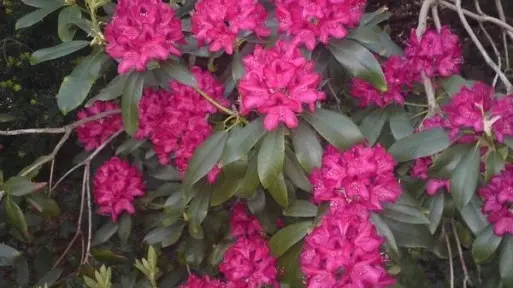 Różaneczniki jak z ogrodu botanicznego? Poznaj sekret wspaniałego kwitnienia!