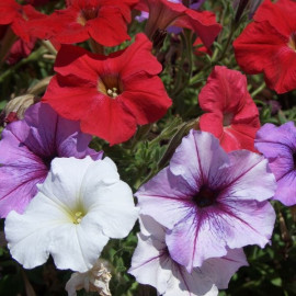 petunia fot. Jay Dugger CC-BY-SA-3.0 Wikimedia Commons