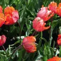 Zanikanie cebulek tulipanów: dlaczego tulipany słabiej kwitną?