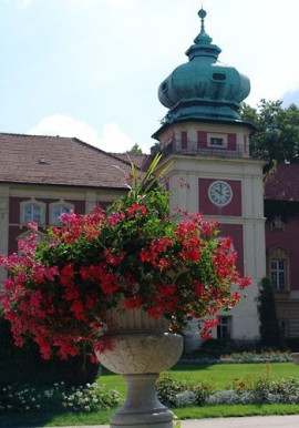 Oprócz starych drzew w ogrodzie dba się również o sezonowe nasadzenia roślin kwitnących. Na zdjęciu zwisające Pelargonie bluszczolistne (Pelargonium x hederifolium), posadzone w kamiennej misie, fot. www.zamek-lancut.pl