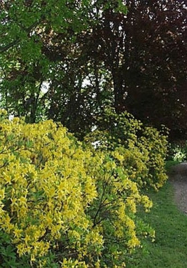 Azalia pontyjska (Rhododendron luteum) w Polsce objęta jest ścisłą ochrona gatunkową. Kwitnie bardzo obficie na początku maja, fot. www.zamek-lancut.pl