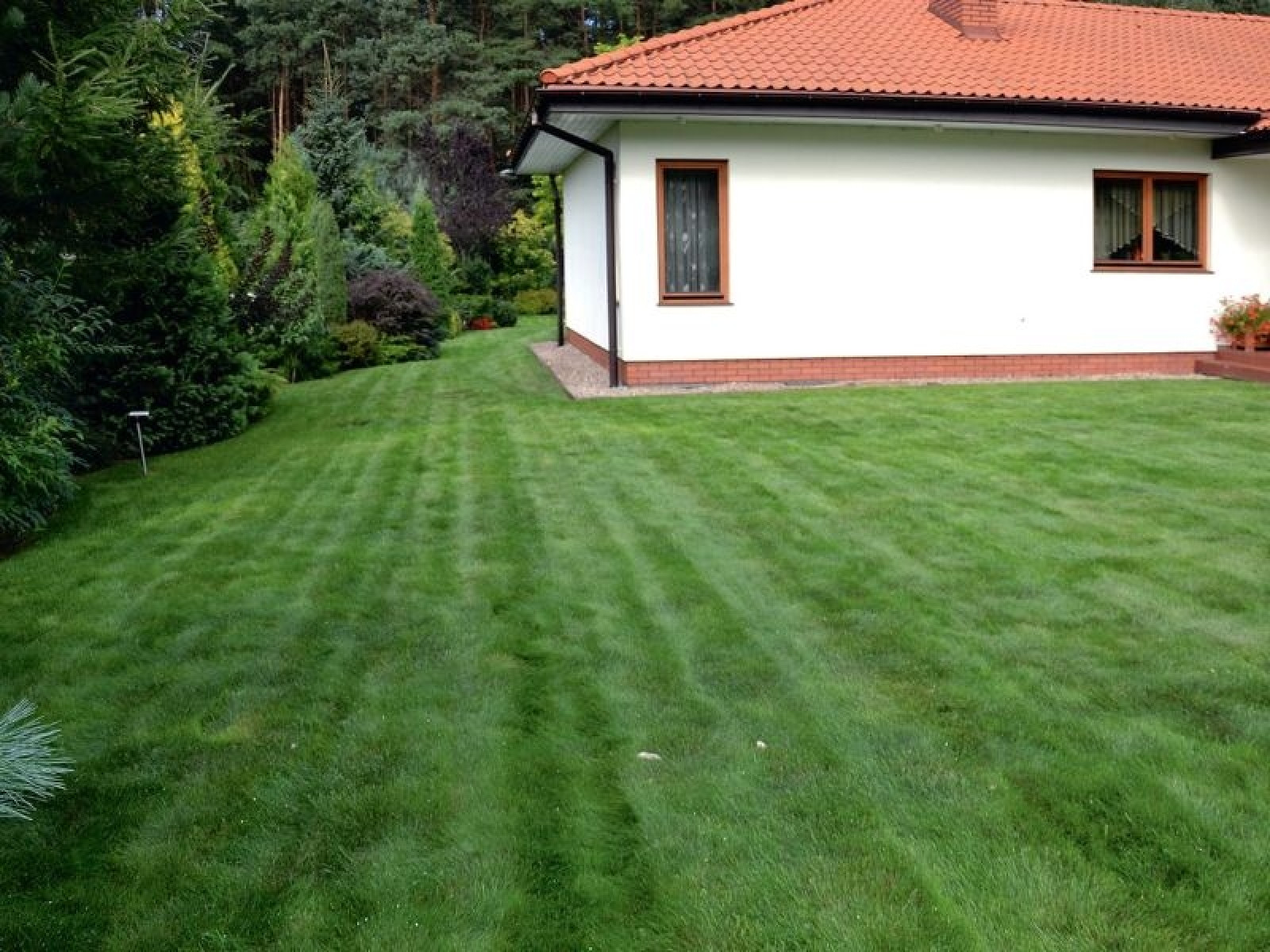 Ogr d Z Du ym Trawnikiem 1200 M2 Zielonej Murawy Reporta Ogrodowy 
