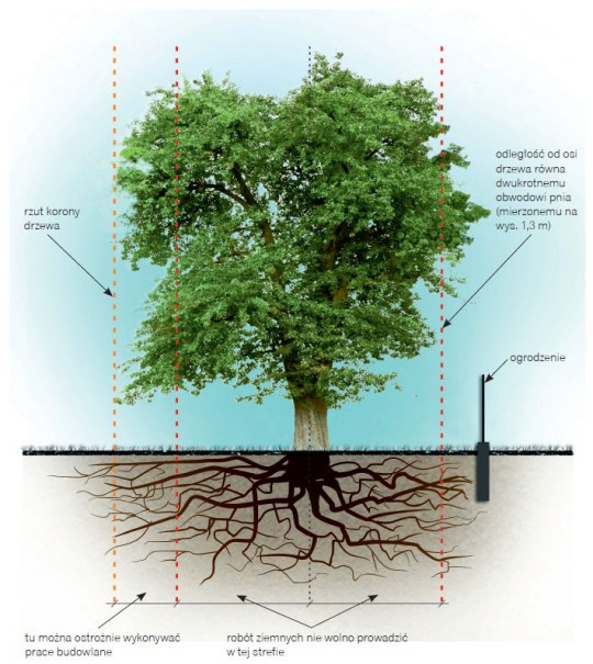 budowa ogrodzenia w sąsiedztwie drzew