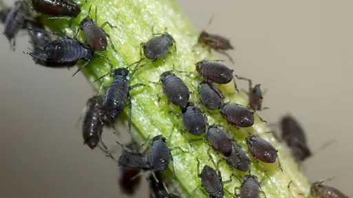 Jak wyglądają mszyce i jak je zwalczać? Praktyczny poradnik