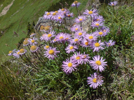 aster alpejski fot. Fritzelblitz CC-BY-SA-3.0 Wikimedia Commons