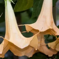 roślina trująca datura fot. Stefan Schweihofer Pixabay Public Domain CC0