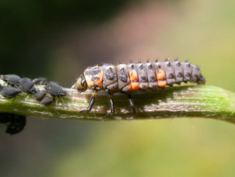 larwa biedronki zjada mszycę fot. Gilles San Martin CC BY-SA 3.0 Wikimedia Commons