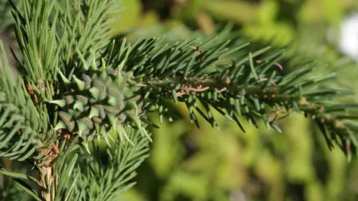 Groźny szkodnik modrzewia: ochojnik świerkowo-modrzewiowy | Jak wygląda? Jak się go pozbyć?
