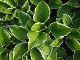 hosta funkia fot. Susbany Pixabay Public Domain CC0