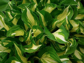 hosta funkia fot. PublicDomainPictures