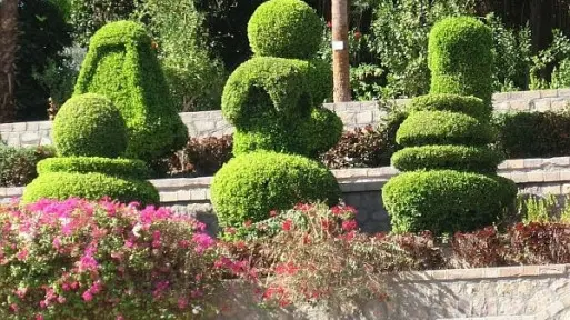 Topiary, czyli rośliny formowane | Z jakich gatunków je robić?