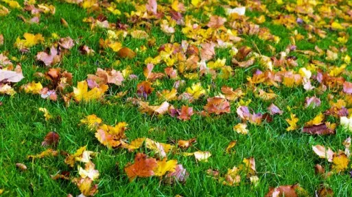 Jesienne vademecum ogrodnika | Ostatnie prace przed zimowym odpoczynkiem