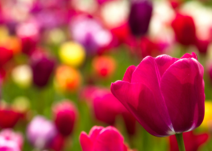 4 ciekawostki o tulipanach
