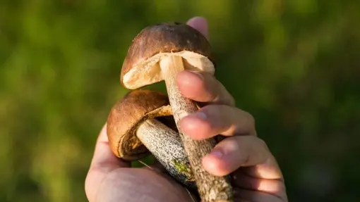 Uważaj! Grzyby jadalne też mogą spowodować zatrucie