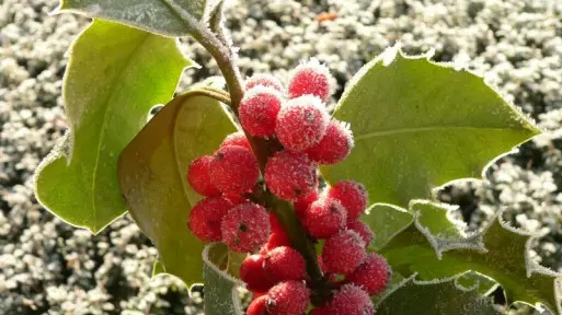 Zimowanie krzewów zimozielonych | Jak to zrobić? Które trzeba zabezpieczyć?