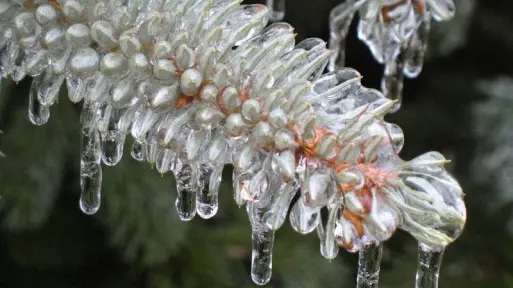 Zimowanie iglaków | Które wymagają ochrony? Jak i czym zabezpieczyć przed mrozem?