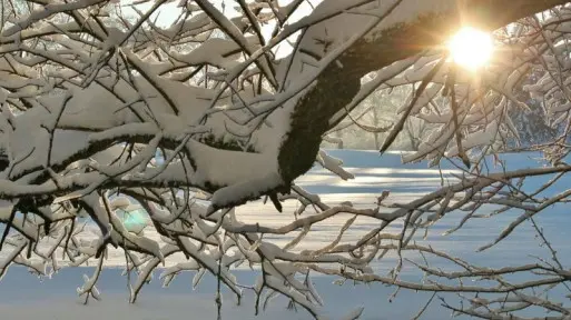 Bazpieczne zimowanie drzew owocowych | Co trzeba wiedzieć i zrobić?