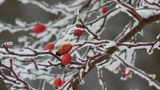 Zimowanie pnączy | Jak ochronić je przed mrozem?