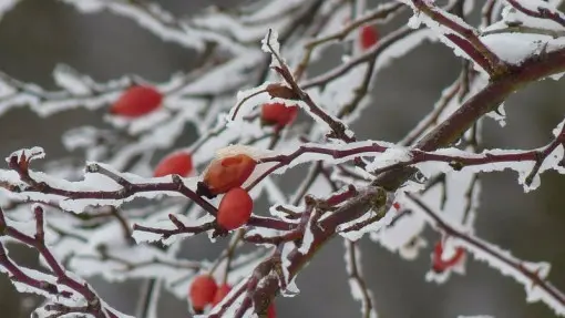 Zimowanie pnączy | Jak ochronić je przed mrozem?