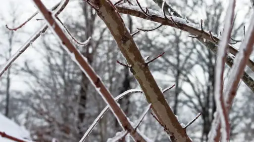 Zimowanie krzewów liściastych | Które zabezpieczyć? Czym osłonić?