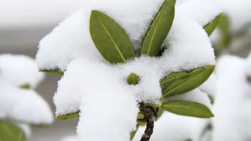 Zimowanie roślin wrzosowatych | Które wymagają ochrony? Czym je osłonić?
