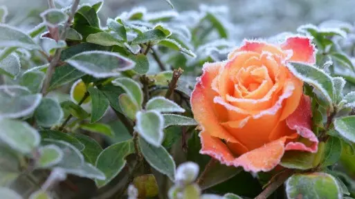 Zimowanie róż ogrodowych | Jak zabezpieczyć je przez mrozem?